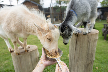 Two adorable goats are eating feed from scoop held by person, standing on wooden stumps in green...