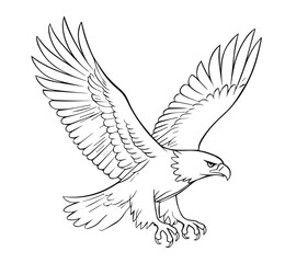 The practice drawing paints a hawk shape as a vector line outline