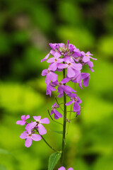 Fototapeta premium Coralroot bittercress or Coral root (Cardamine bulbifera) 