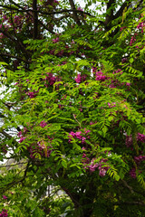 bristly locust, rose-acacia, or moss locust (Robinia hispida)