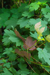 wind blown maple leaves