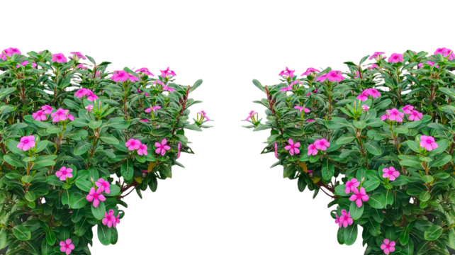 pink flowers frame in the garden, Vibrant Periwinkle Flowers in Full Bloom, Isolated on png transparent, - Powered by Adobe
