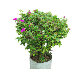 a small plant in a pot on a transparent background, Bougainvillea Plant in Pot with Pink Flowers, flowers in a pot