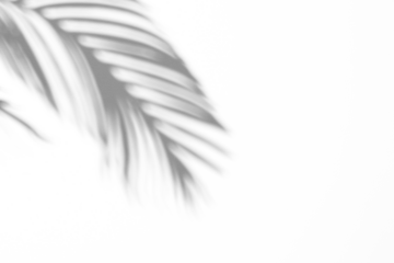 Palm leaf shadow overlay effect,tropical leaves shadows isolated on transparent png background