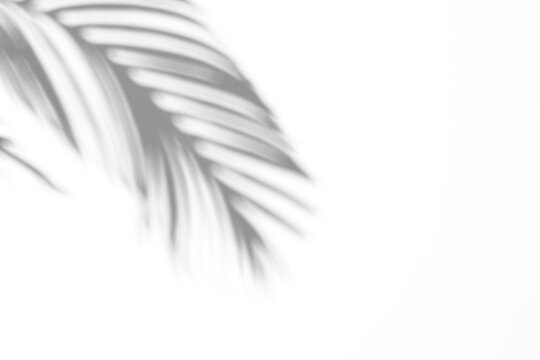 Palm leaf shadow overlay effect,tropical leaves shadows isolated on transparent png background