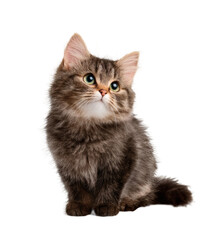 [Transparent Background PNG]Adorable Fluffy Kitten Portrait Against White Background
