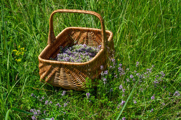 Wild thyme (Thymus serpyllum) also known as Breckland thyme or Creeping thyme in the wicker basket.