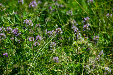Wild thyme (Thymus serpyllum) also known as Breckland thyme or Creeping thyme flowering on the meadow.