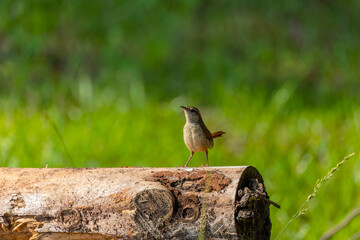 The Carolina wren (Thryothorus ludovicianus).  This wren is the state bird of South Carolina.