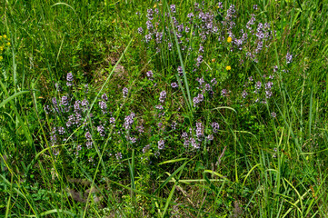 Wild thyme (Thymus serpyllum) also known as Breckland thyme or Creeping thyme flowering on the meadow.