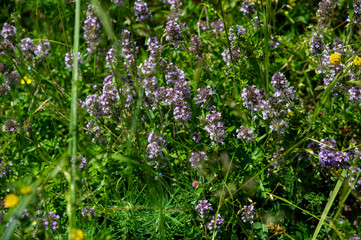 Wild thyme (Thymus serpyllum) also known as Breckland thyme or Creeping thyme flowering on the meadow.