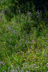 Wild thyme (Thymus serpyllum) also known as Breckland thyme or Creeping thyme flowering on the meadow.