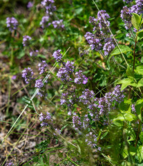 Wild thyme (Thymus serpyllum) also known as Breckland thyme or Creeping thyme flowering on the meadow.