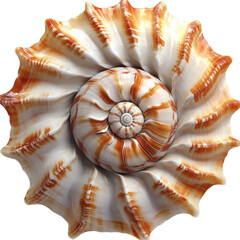 Obraz premium [Transparent Background PNG]Spiral Shell Detailed Macro