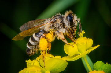 Macrophotography of a Short-fringed Mining Bee (Andrena dorsata) collecting pollen from a yellow flower. 