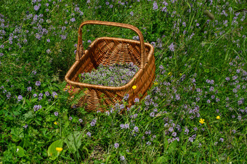 Wild thyme (Thymus serpyllum) also known as Breckland thyme or Creeping thyme in the wicker basket.