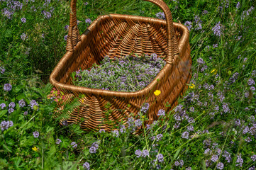 Wild thyme (Thymus serpyllum) also known as Breckland thyme or Creeping thyme in the wicker basket.