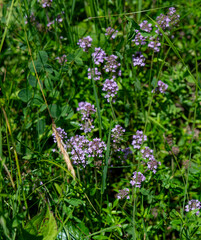 Wild thyme (Thymus serpyllum) also known as Breckland thyme or Creeping thyme flowering on the meadow.