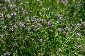 Wild thyme (Thymus serpyllum) also known as Breckland thyme or Creeping thyme flowering on the...