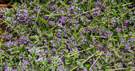 Wild thyme (Thymus serpyllum) also known as Breckland thyme or Creeping thyme in the wicker basket.