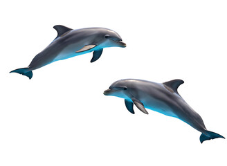 Obraz premium Two dolphins swimming together isolated on transparent background