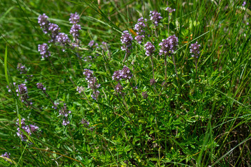 Wild thyme (Thymus serpyllum) also known as Breckland thyme or Creeping thyme flowering on the meadow.