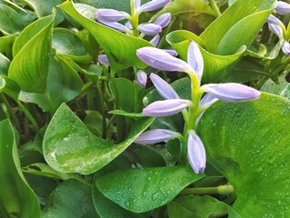 Obraz premium Water hyacinth flower (Pontederia crassipes) on the river bank