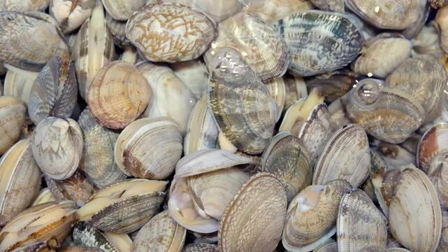 pile of clams submerged in water, with varied shell colors and patterns