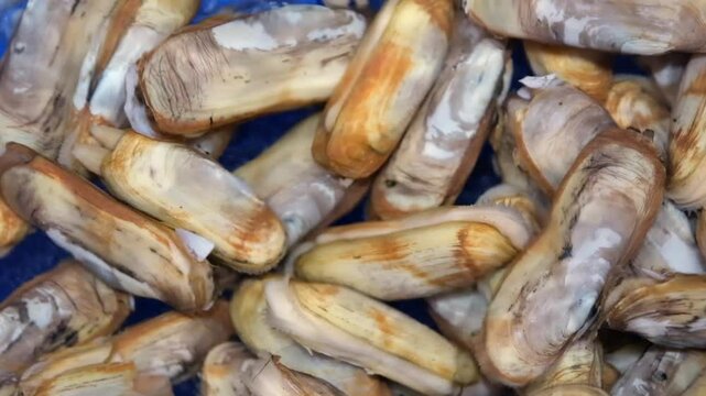 pile of fresh Razor Clam, seafood ingredient