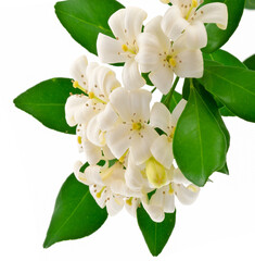 Buis de Chine, mur raya paniculata