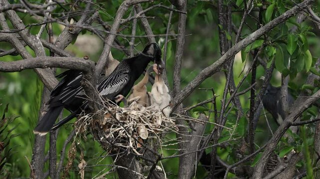 An anhinga nest in Florida 