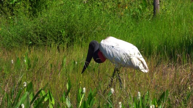 Jabiru Stork Walking Through Wetland Vegetation in Brazil's Pantanal