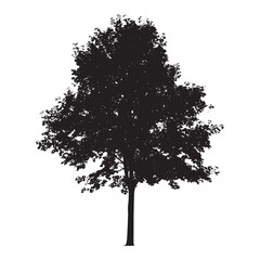Fototapeta premium Natural Maple Tree Isolated on White