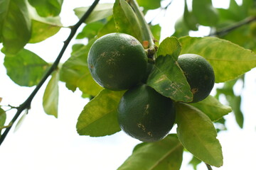 green lime tree in the garden, agriculture industry