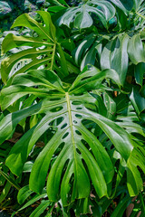 Lush green monstera leaves with distinctive perforations and glossy textures create a vibrant tropical atmosphere, showcasing nature's beauty and intricate design in a serene environment