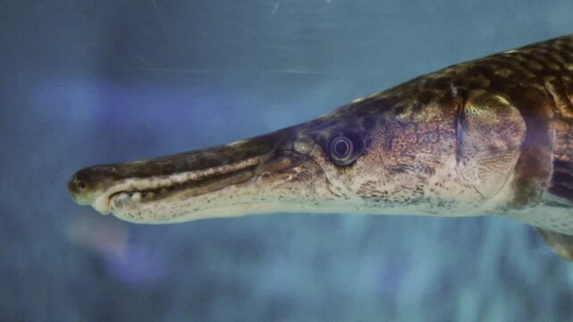Close-up of an alligator gar&rsquo;s head underwater in an aquarium. Highlights the prehistoric look of this freshwater predator with a long snout and sharp teeth.