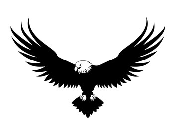 eagle on white background