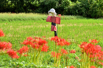 稲刈りの済んだ田んぼの道に咲く彼岸花と案山子