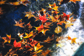 Vibrant autumn leaves gracefully float on the tranquil surface of a clear stream at Qing Shan Waterfall, Taiwan, reflecting the beauty of this natural scenic spot.