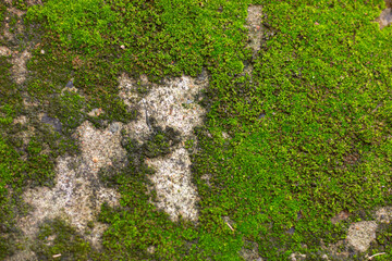 Close-up of vibrant green moss growing densely on an old, rough stone or concrete surface. Natural texture with strong color contrast, ideal as a background