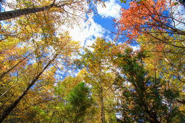 A serene winter forest scene in XiuLuan Mountain, Jianshi Township, Taiwan, with sunlight filtering through trees, highlighting the natural beauty of the landscape.