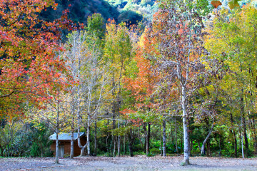 A small cabin nestled in a winter forest with trees displaying varied colors under a bright sky. Scenic nature in Hsinchu, Taiwan.