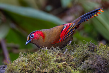 Red-faced liocichla 