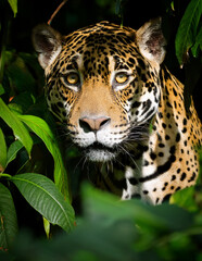 A jaguar hiding in dense rainforest shadows  