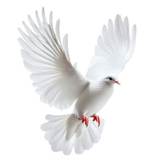 Fototapeta premium [Transparent Background PNG]Majestic White Dove in Flight