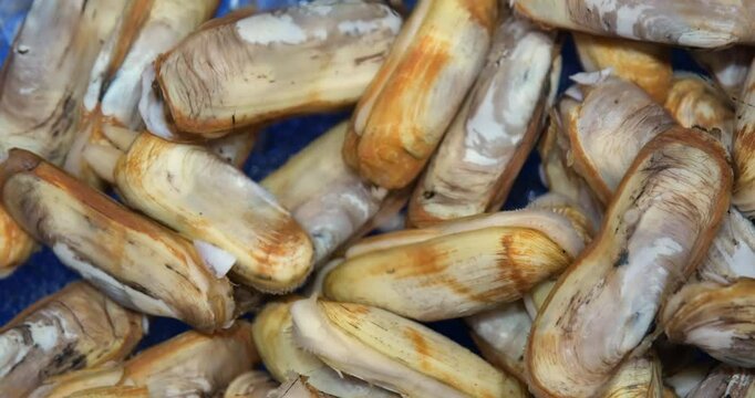 pile of fresh Razor Clam