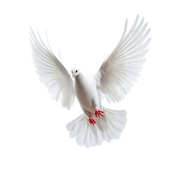 Fototapeta premium [Transparent Background PNG]A White Dove in Flight against a White Background