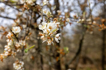 Nam Nghiep, Son La, Vietnam, Every mid-March, hawthorn flowers bloom, painting the hills and villages of Nam Nghiep in pure white and inviting visitors from near and far.