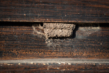 Mud Dauber Wasp Nest on Wooden Surface Close-Up