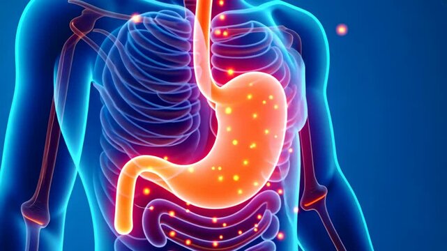 Pain dose, stomach acid, digestive health. Gastric function. Stomach lining produces protective mucus. Acid reflux causes esophageal irritation. Digestive enzymes improve food breakdown.